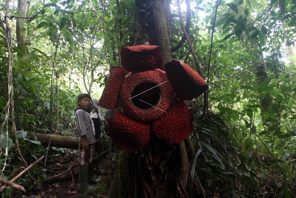 RAFFLESIA ARNOLDI AGAM