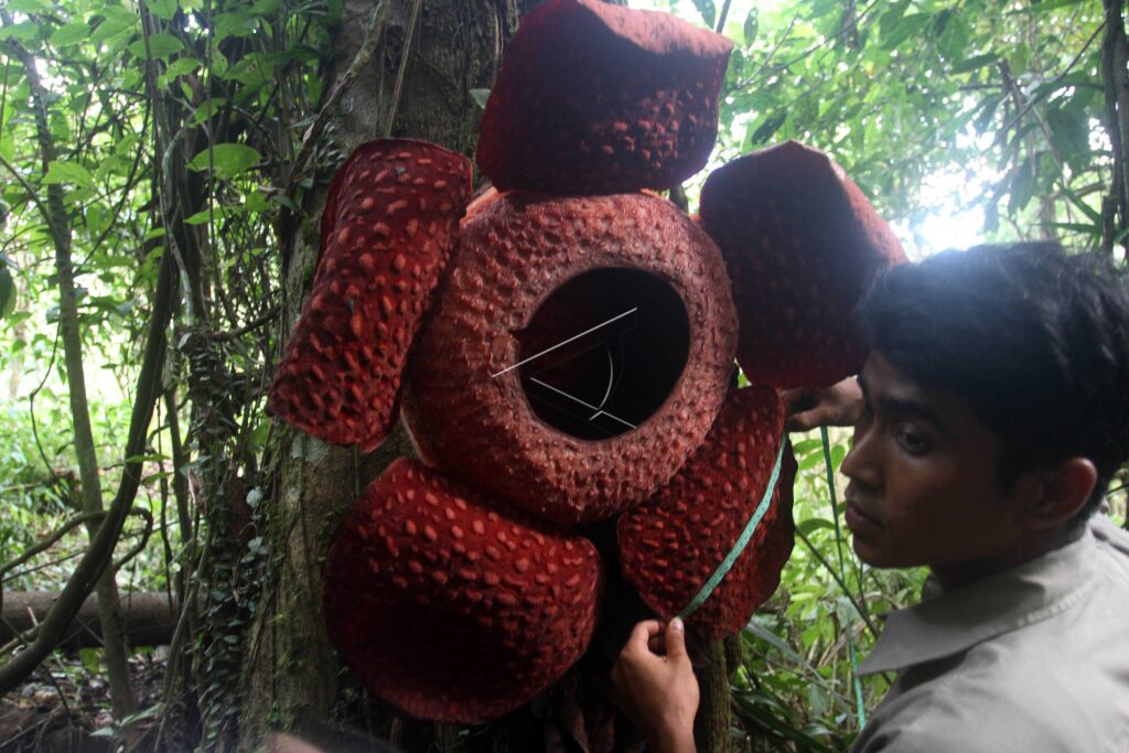 RAFFLESIA ARNOLDI AGAM