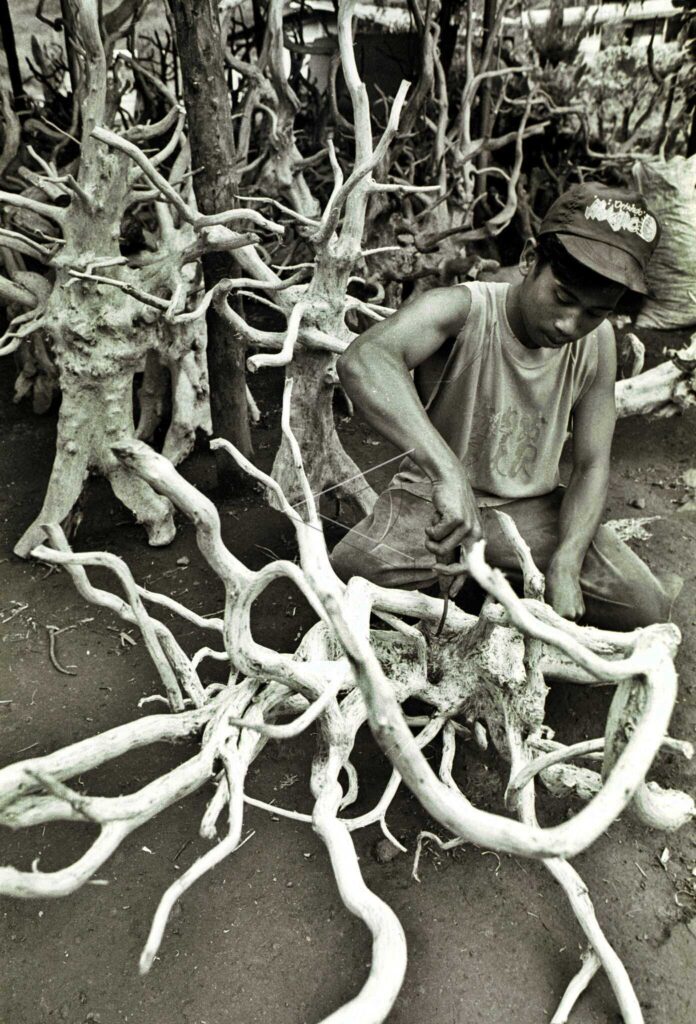 Tea Tree Root Decoration