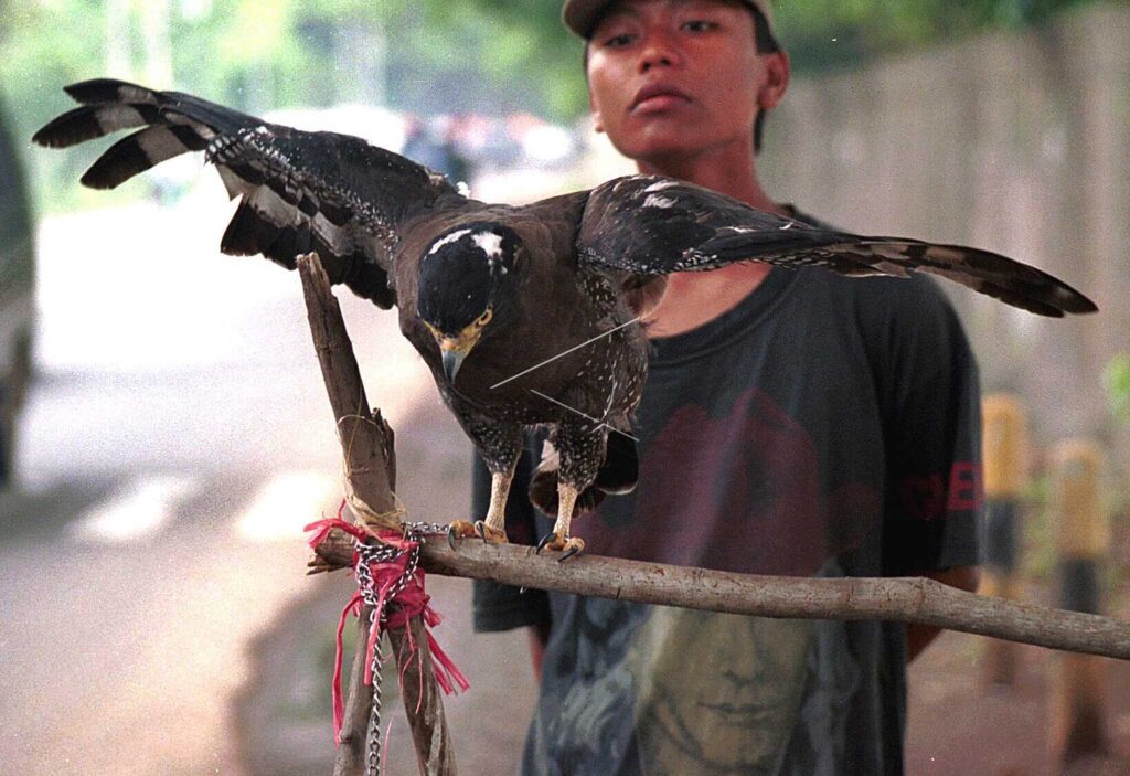 Javan hawk-eagle
