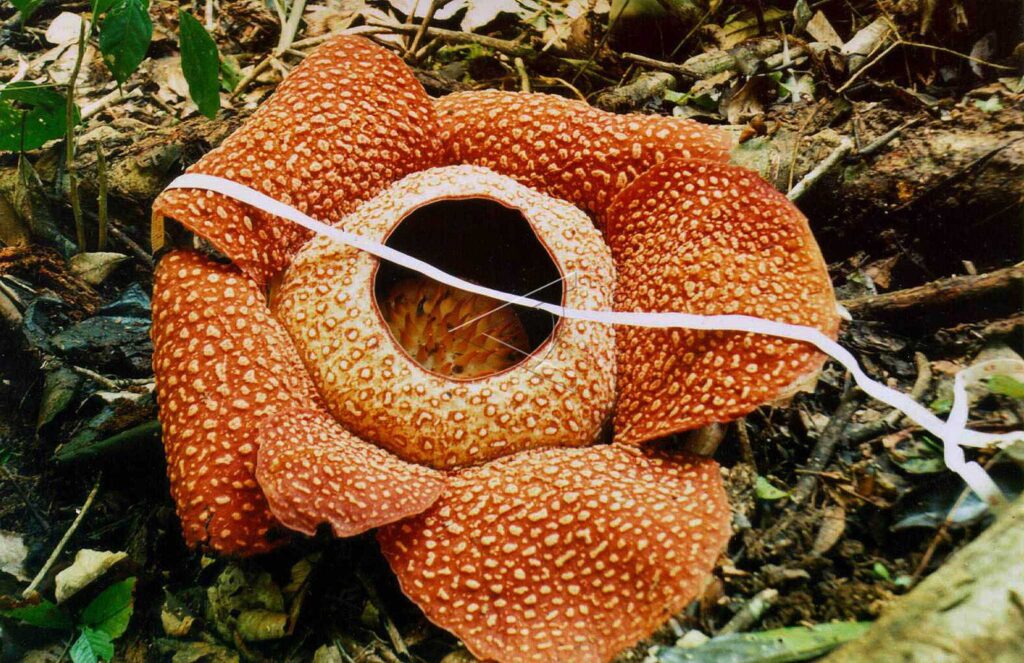 BUNGA RAFLESIA ARNOLDII