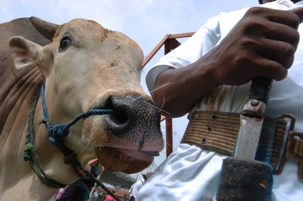SACRIFICIAL COW