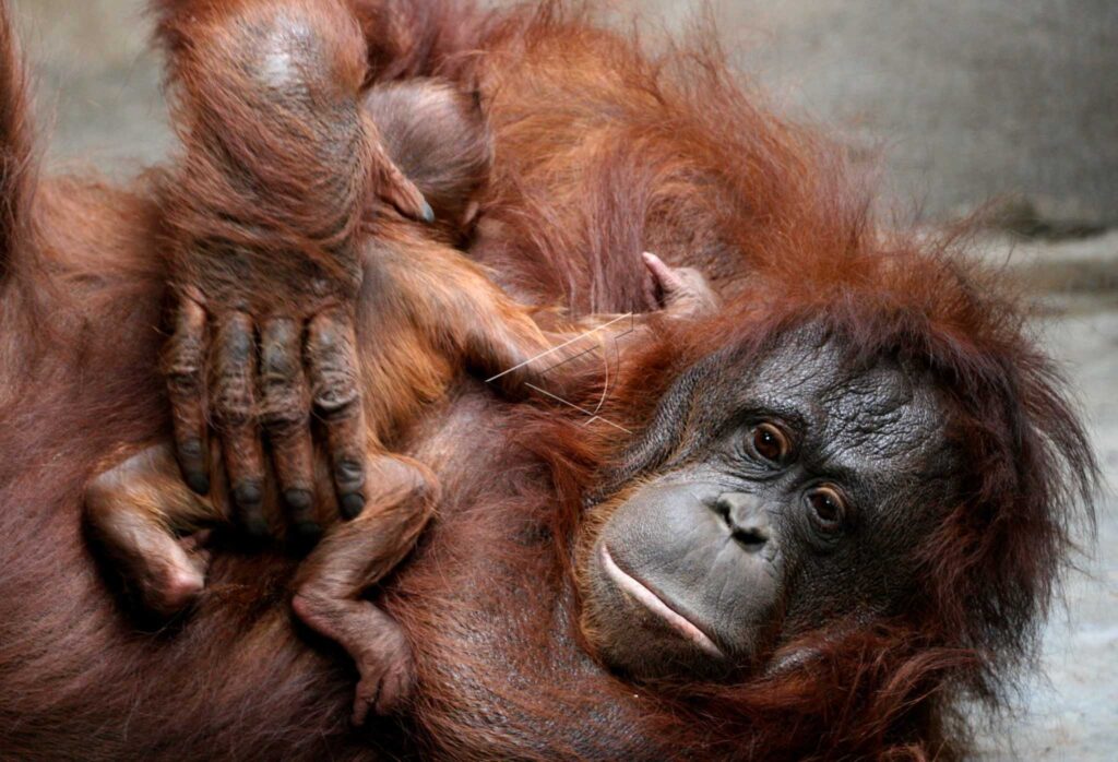 ORANGUTAN NEWBORN BABY