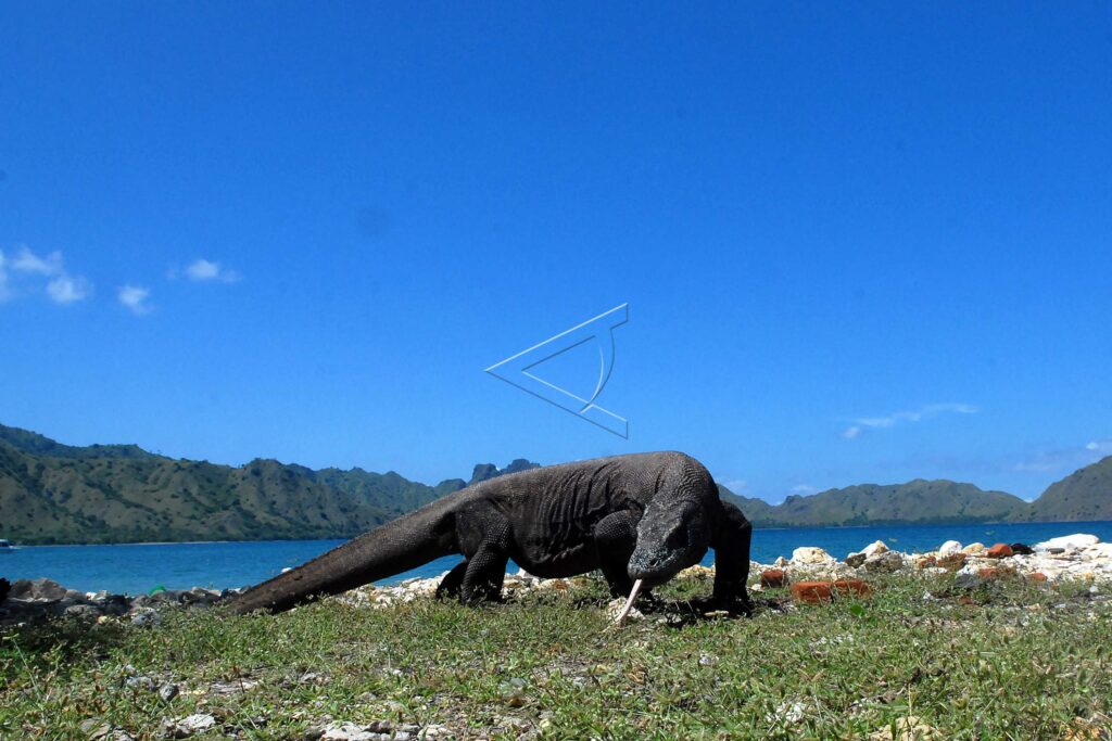 TAMAN NASIONAL KOMODO