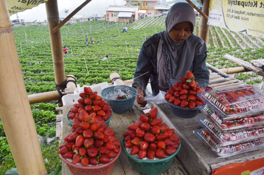 STRAWBERRY AGROTOURISM