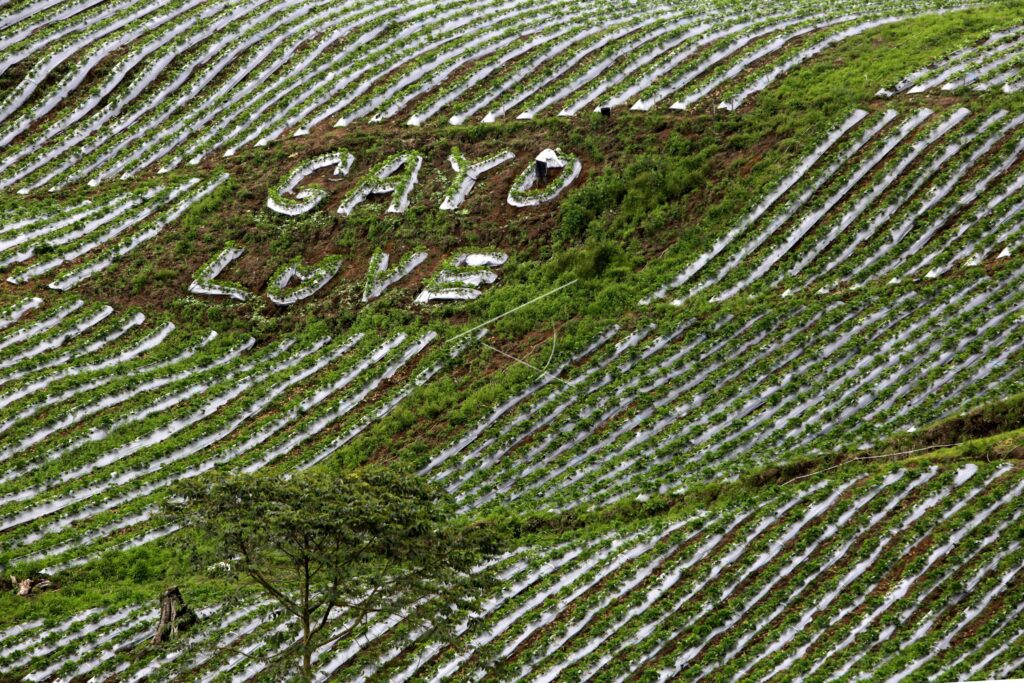 AGROWISATA PERKEBUNAN STRAWBERRY GAYO