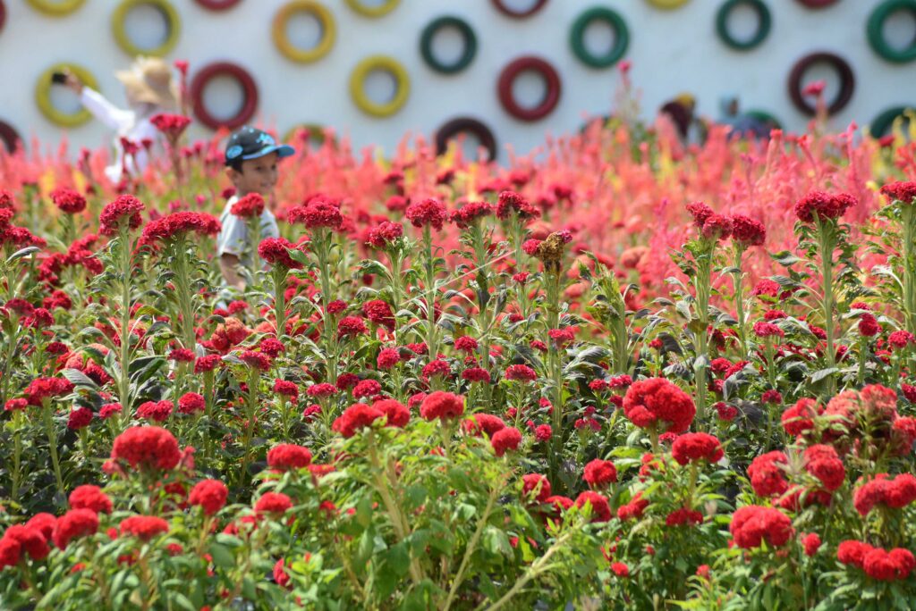 TAMAN BUNGA CELOSIA TOURISM SPOT