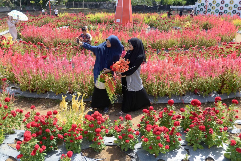 CELOSIA FLOWER GARDEN