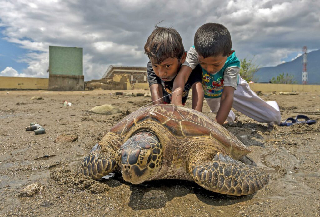 PUSHING HAWKSBILL SEA TURTLE