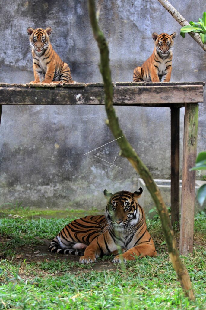 SUMATRAN TIGER CUBS