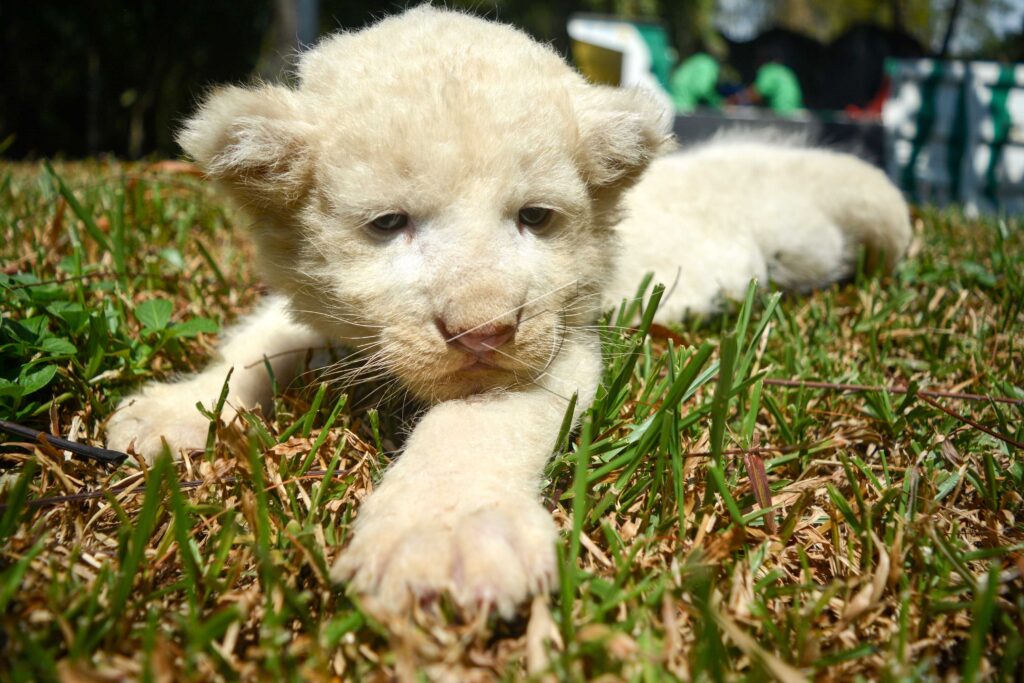 WHITE LION BABY