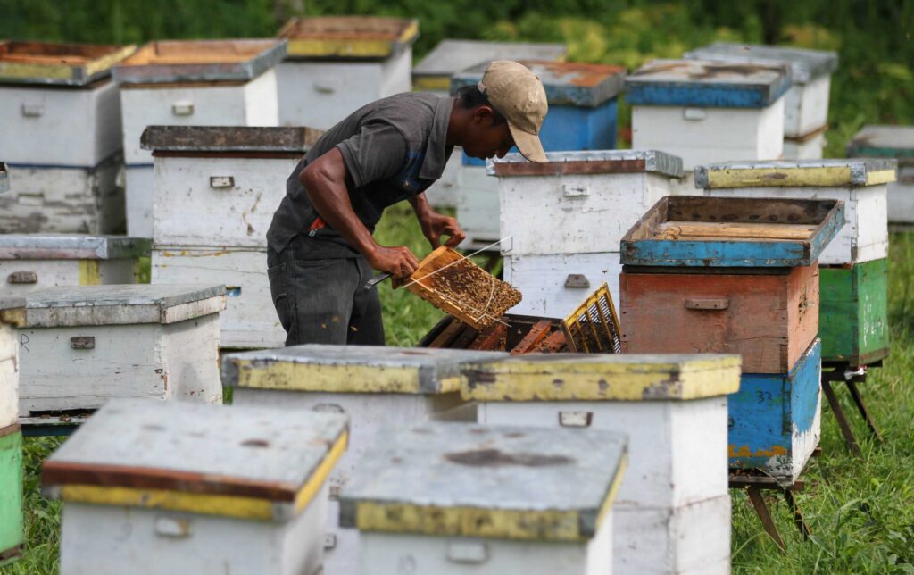 PETERNAKAN LEBAH MADU