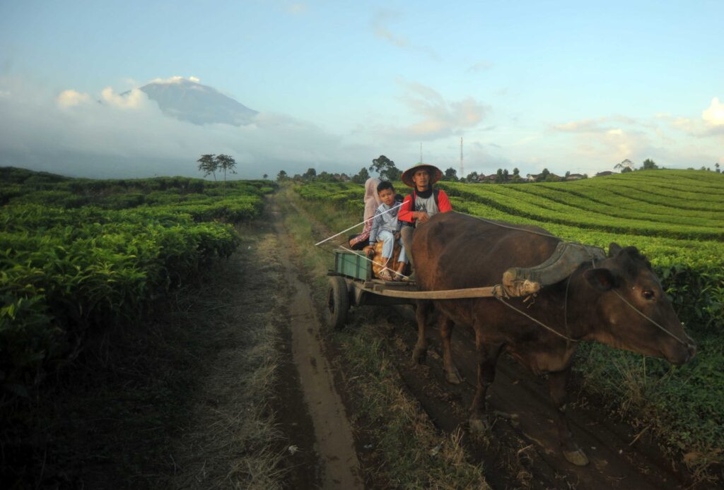ANGKUTAN PETANI KERINCI