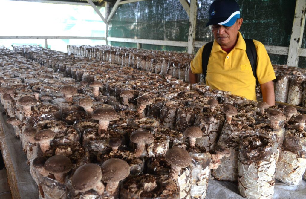 MUSHROOM AGRIBUSINESS
