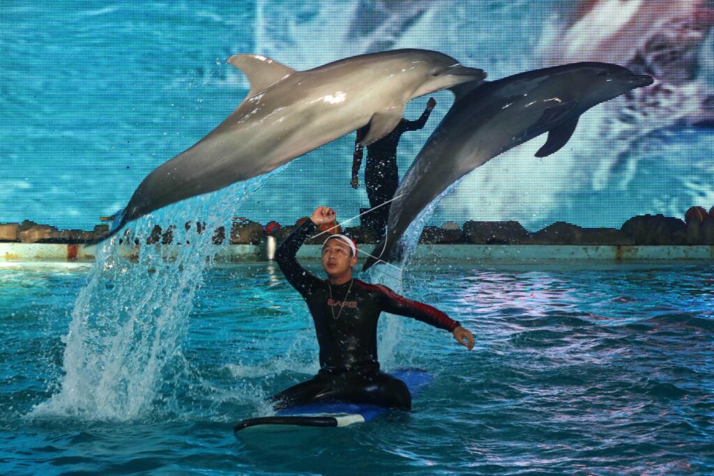 DOLPHINS ATTRACTIONS