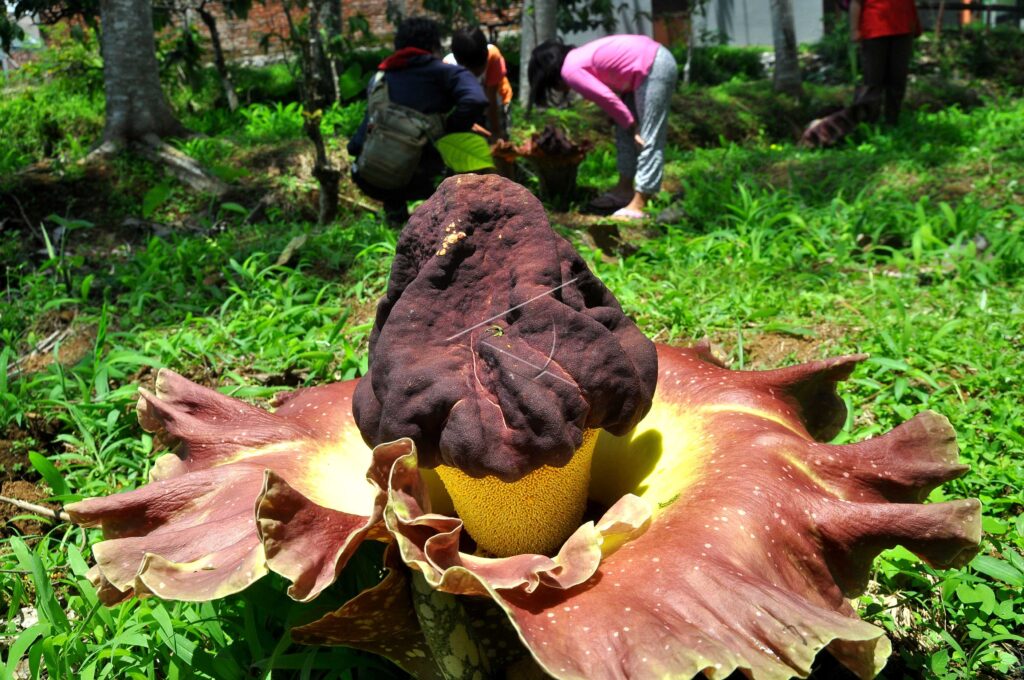 THE ELEPHANT FOOT YAM IN COFFEE PLANTATION