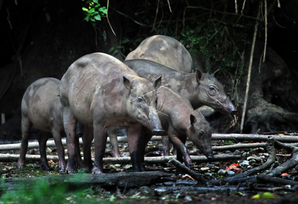 NANTU WILDLIFE RESERVE IN GORONTALO
