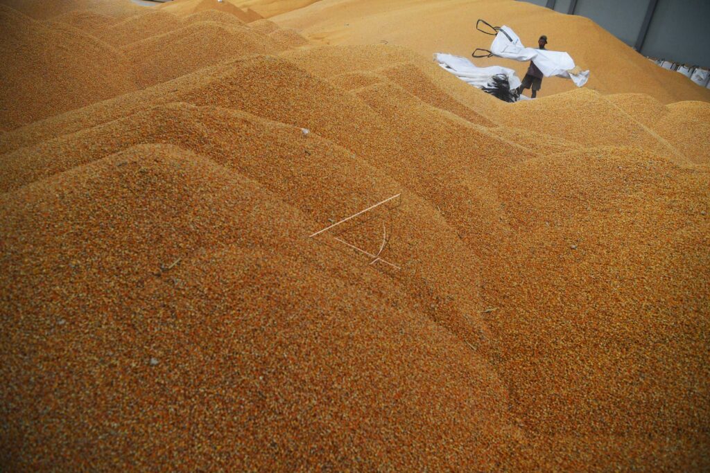 BANTUAN JAGUNG KE PETERNAK