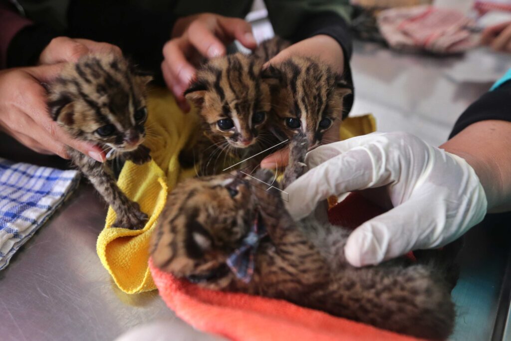 BABY WILDCAT
