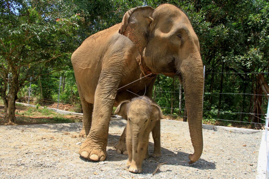 ALUE KUYUN SUMATRA ELEPHANT CALF