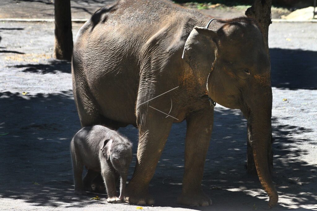ELEPHANT SUMATRA CALF