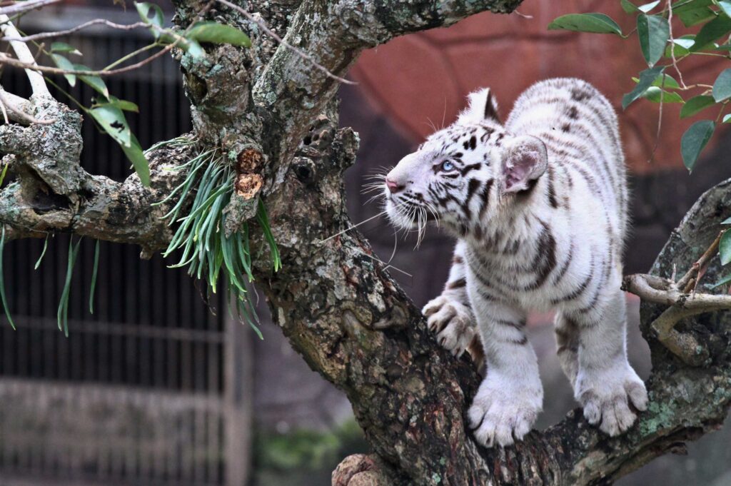 WHITE TIGER CUBS