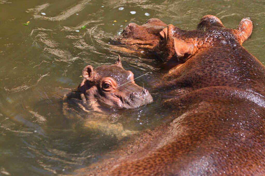 HIPPO CUB