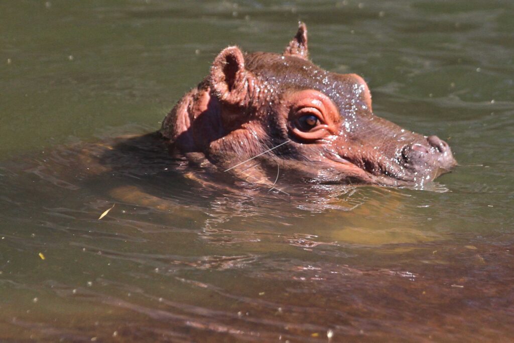 BABY HIPPO