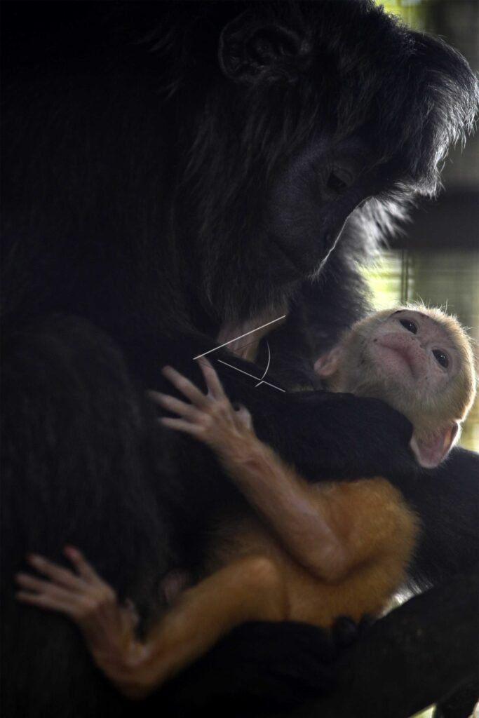 BABY JAVAN LANGUR