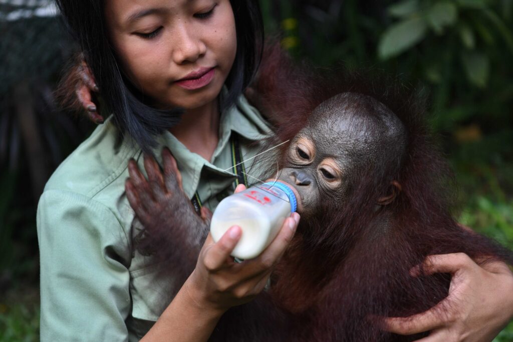 BABY ORANGUTAN
