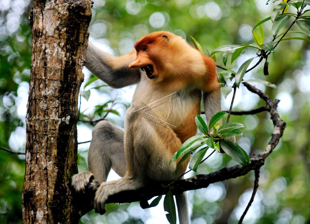 PROBOSCIS MONKEY IN TARAKAN