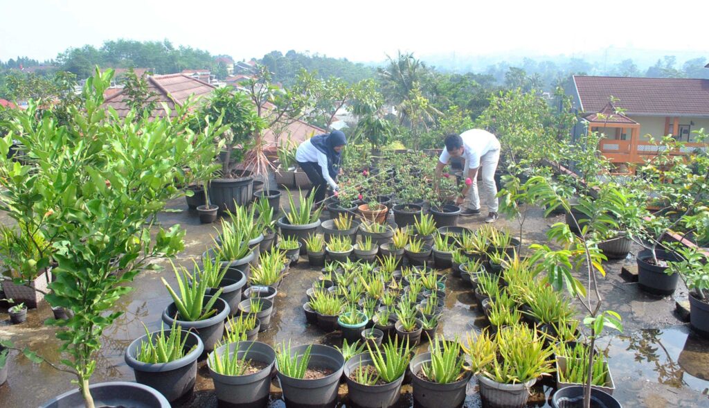 ROOFTOP FARMING