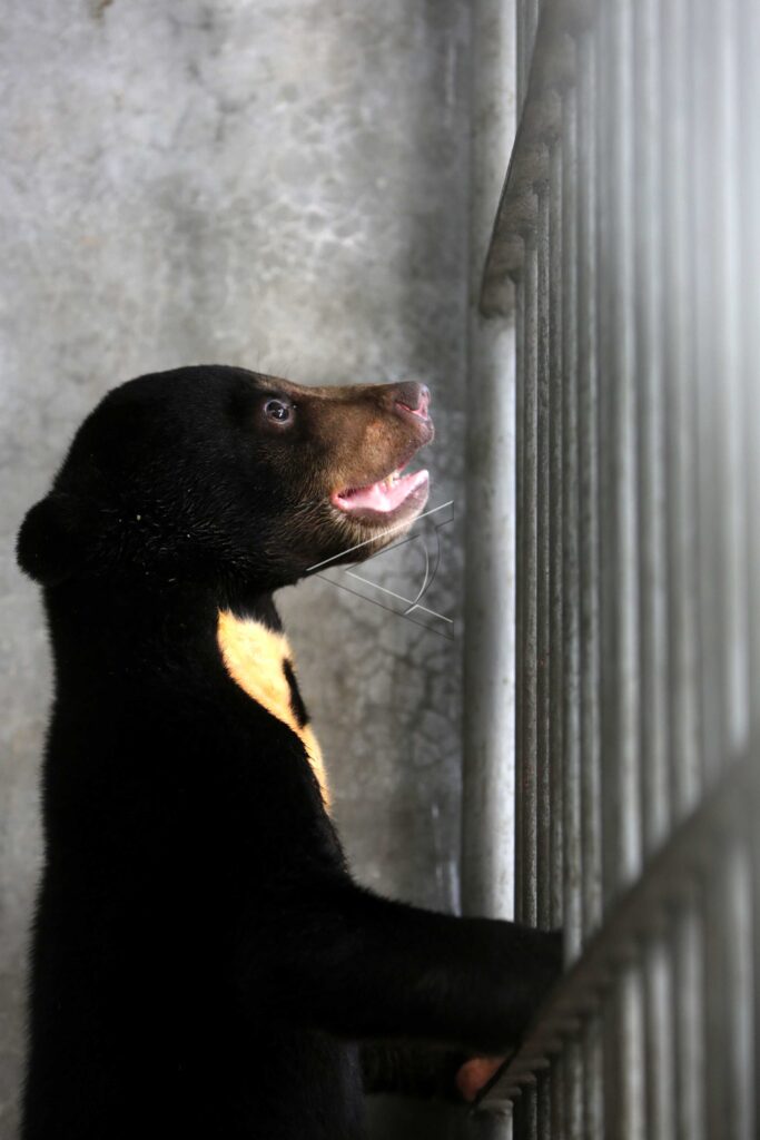 SUN BEAR