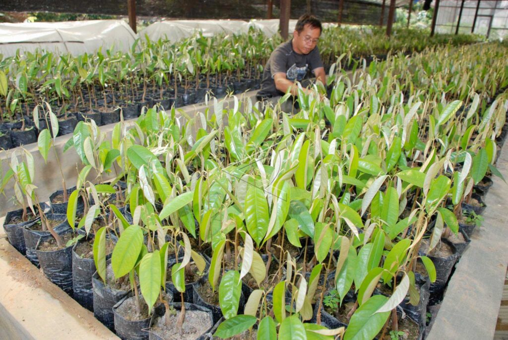 LOCAL VARIETY OF DURIAN GANTAR BUMI