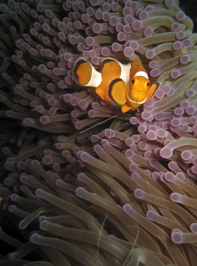 MARINE LIFE AT HARI ISLAND