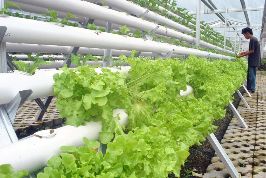 HYDROPONIC FARM