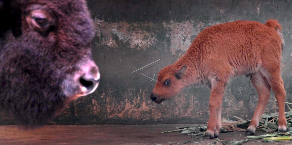 BABY BISON