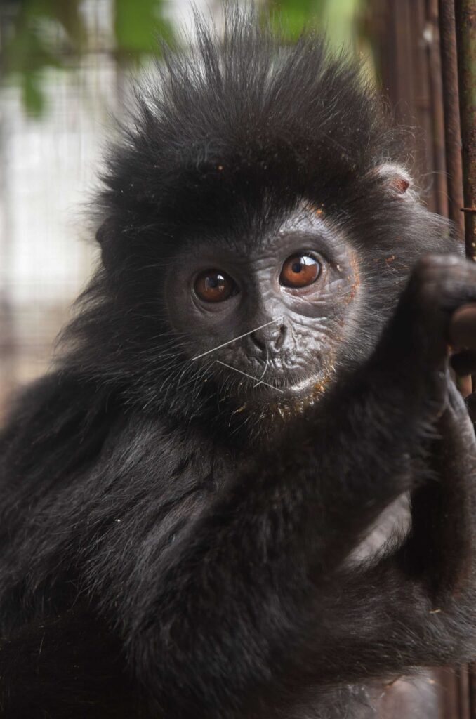 JAVAN LANGUR