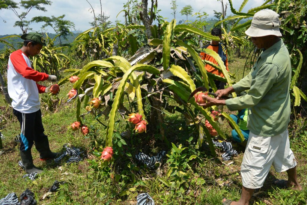 DRAGON FRUITS HARVEST