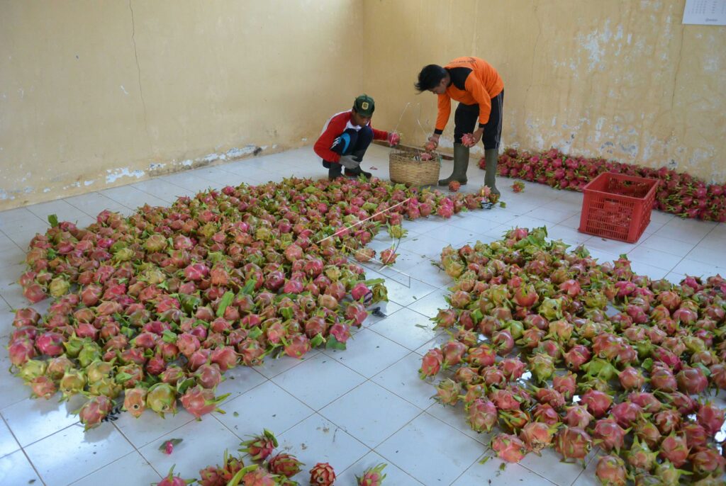 DRAGON FRUITS HARVEST