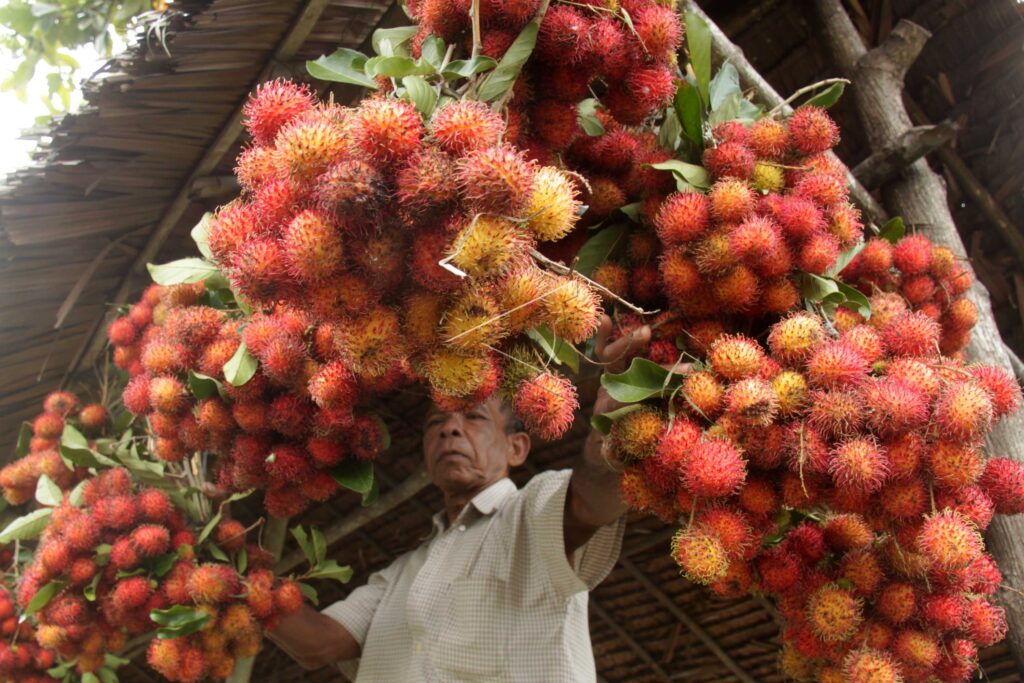 BUAH RAMBUTAN ACEH BESAR