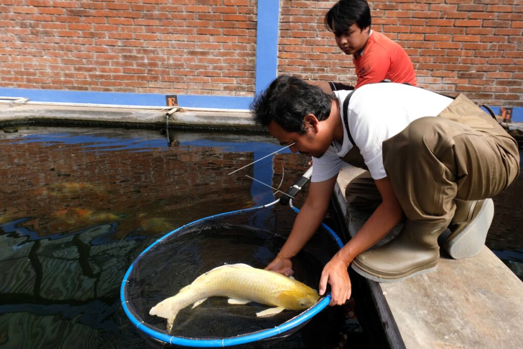 MINA PAPILON KOI FISH FARMING