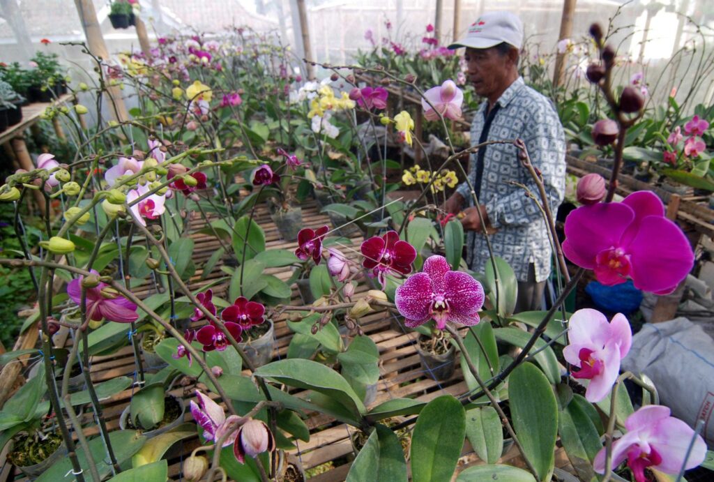 BUDIDAYA ANGGREK TAIWAN