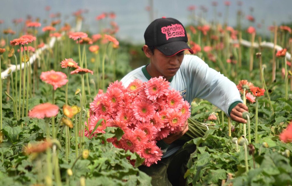 GERBERA FLOWER CULTIVATION