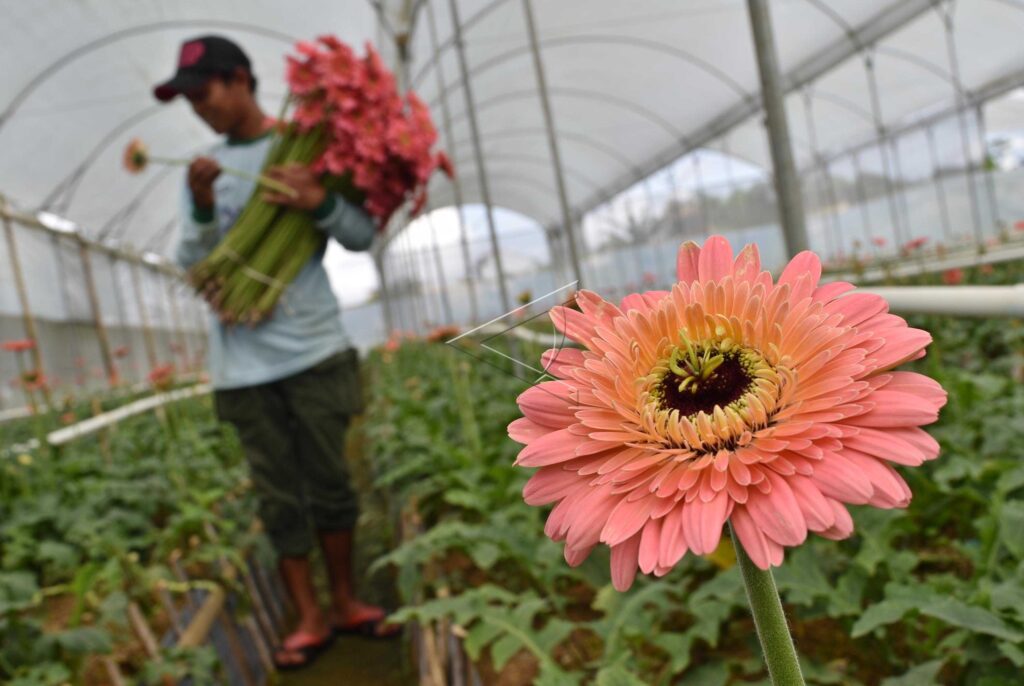 GERBERA FLOWER CULTIVATION
