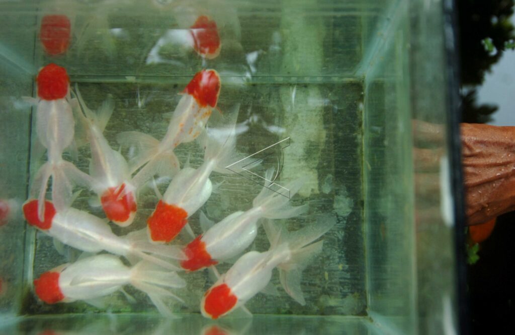 GOLDFISH FARMING