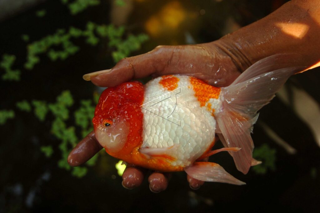 GOLDFISH FARMING