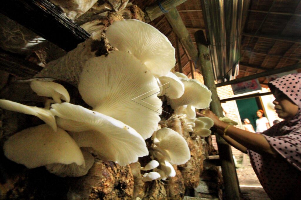 MUSHROOM CULTIVATION