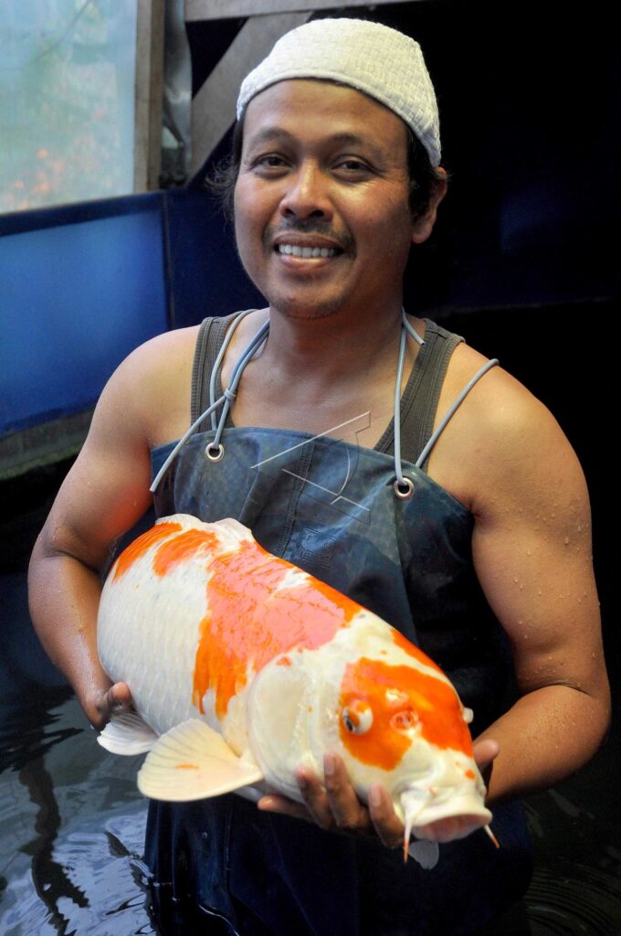 KOI FISH CULTIVATION