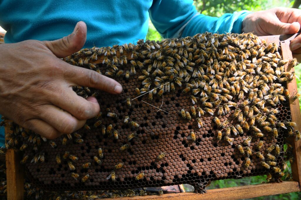 HONEY BEES FARMING